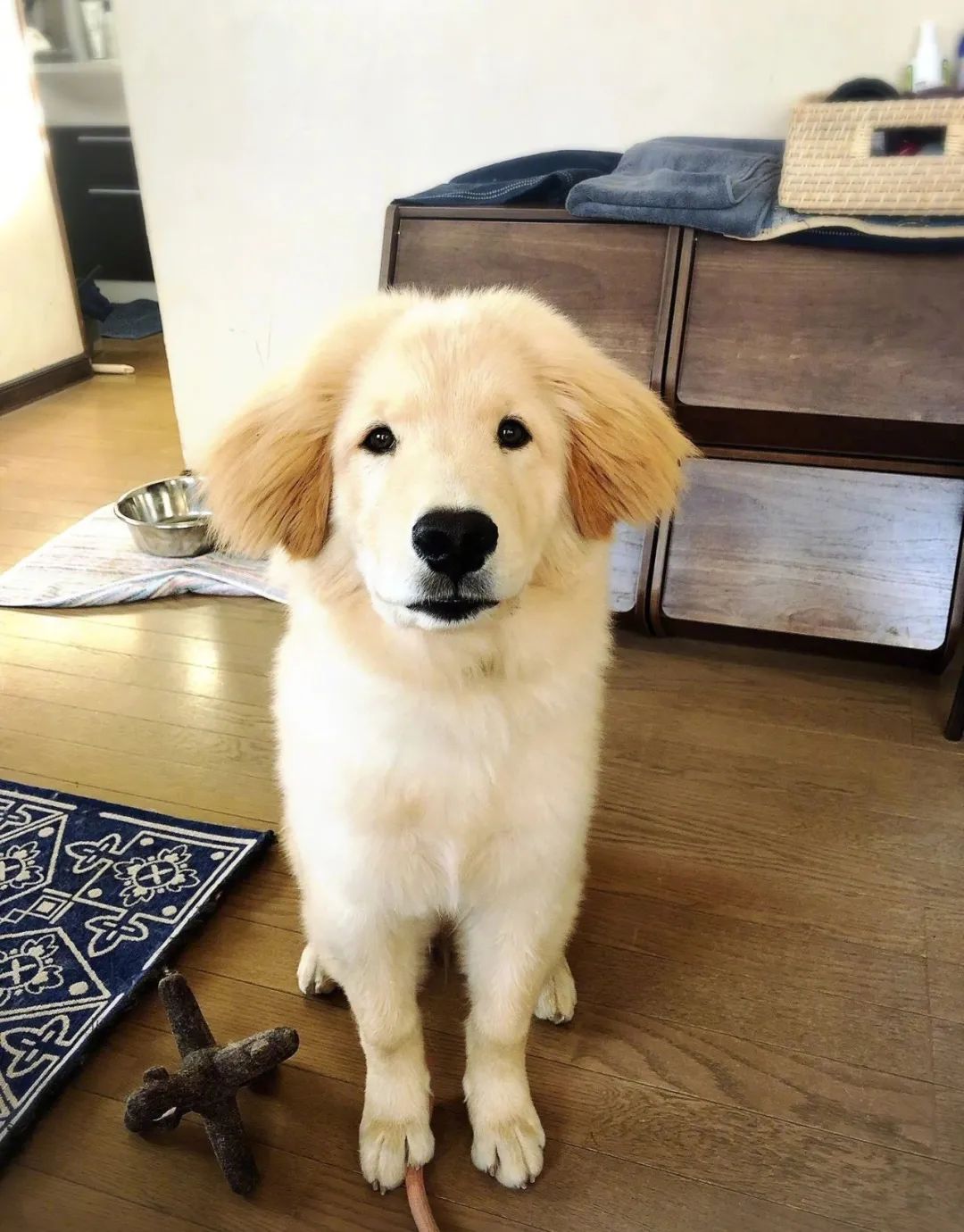 大金毛和秋田的混血宝宝,憨上加憨.