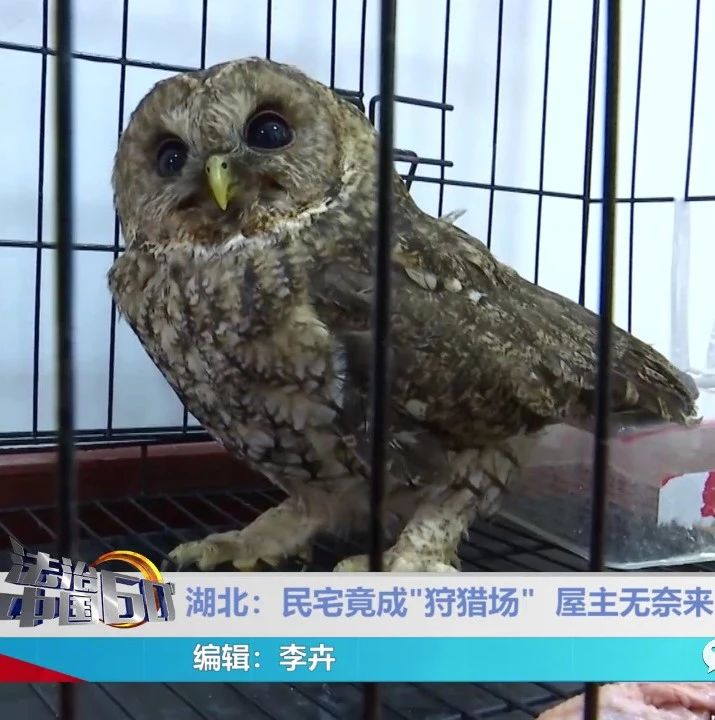 愁!猫头鹰闯进民宅捕食鸽子,主人报警:打骂不得还得供着