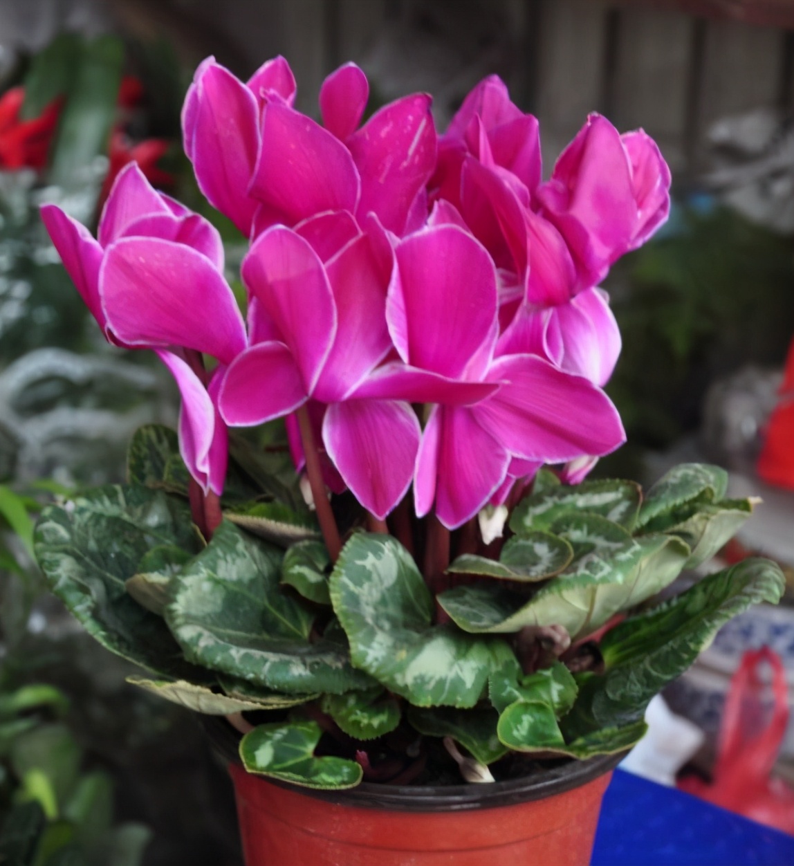 7种抗寒花冬天开得漂亮家里养上几盆让冬日的阳台不再单调