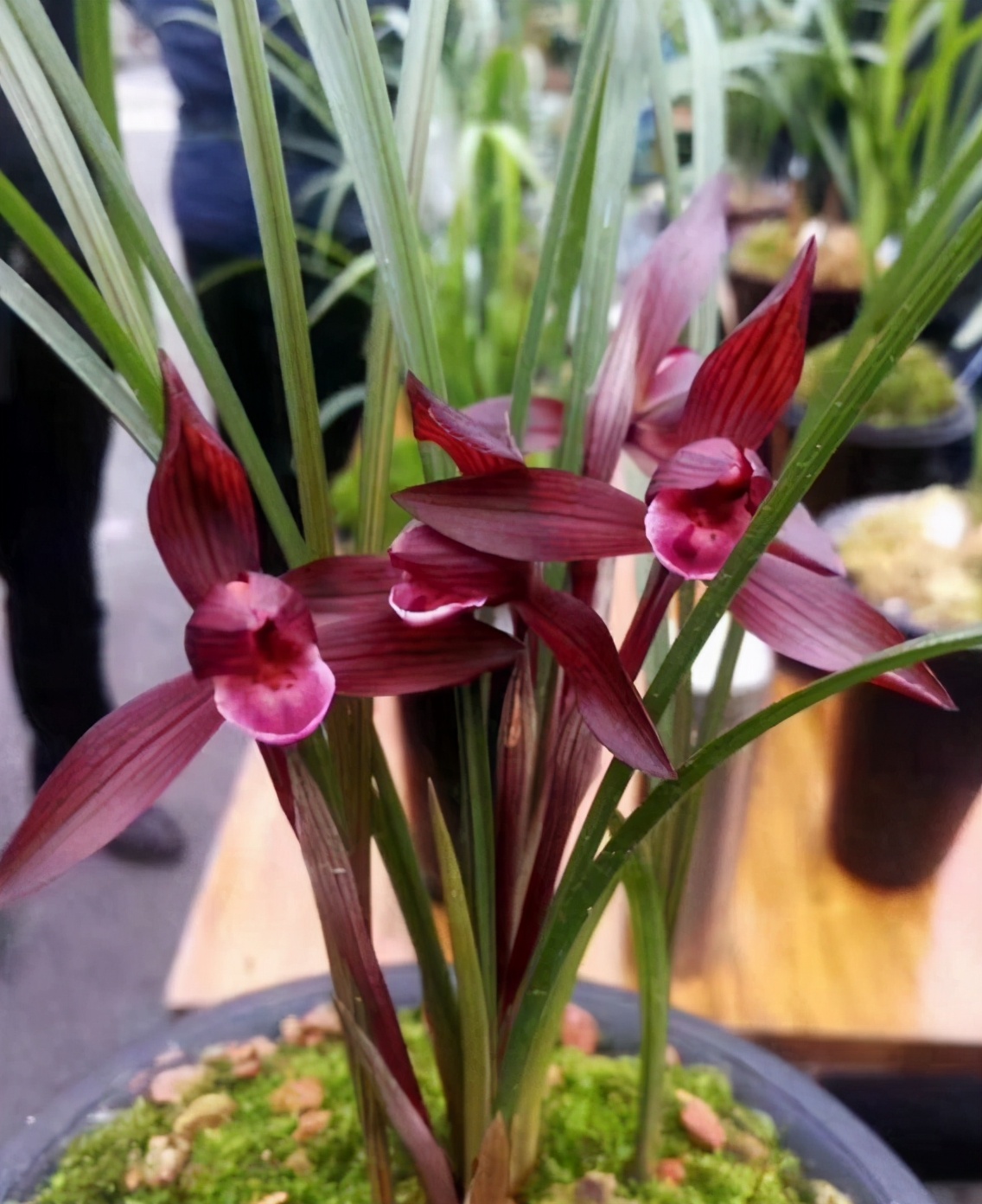 春兰顶级素心醉红素花色艳丽香味扑鼻