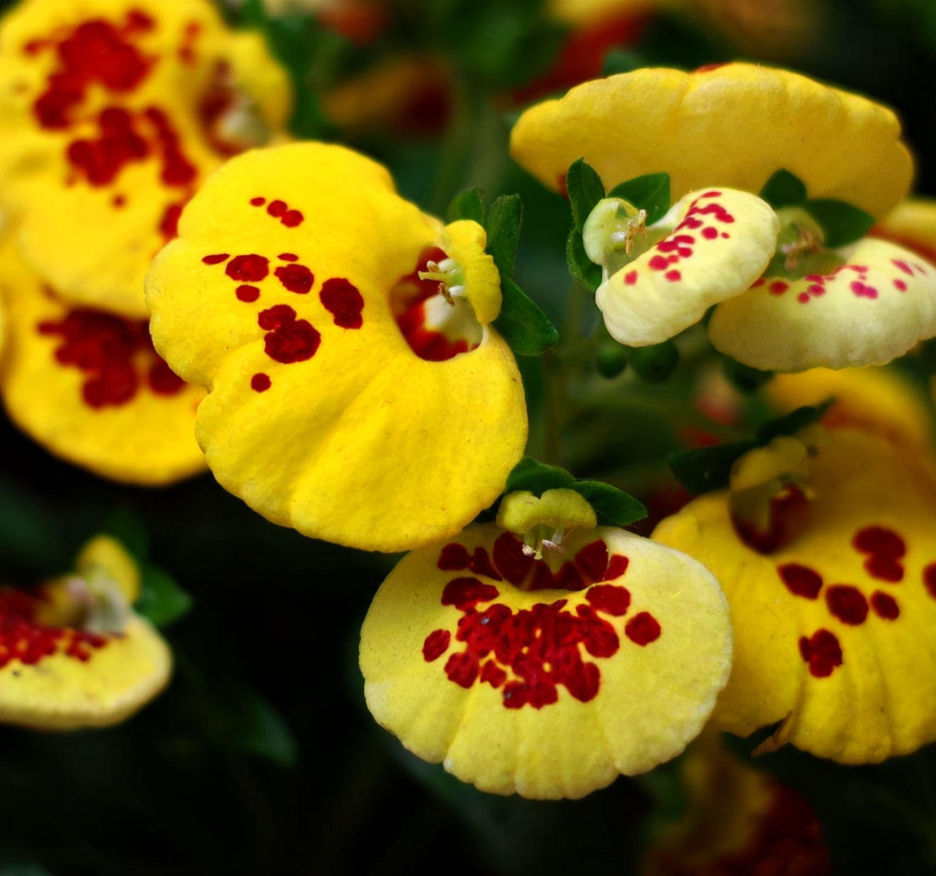 7种抗寒花冬天开得漂亮家里养上几盆让冬日的阳台不再单调