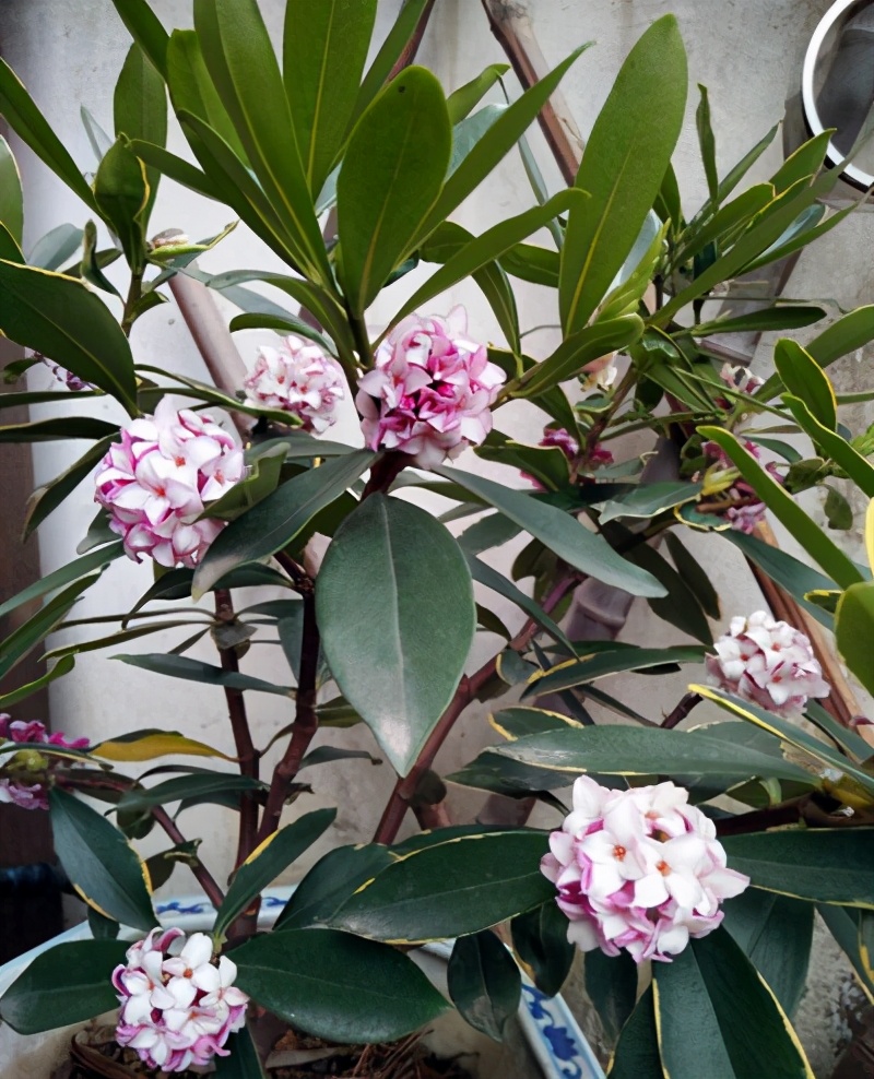 金边瑞香开花清纯,花香浓郁,冬天养护!