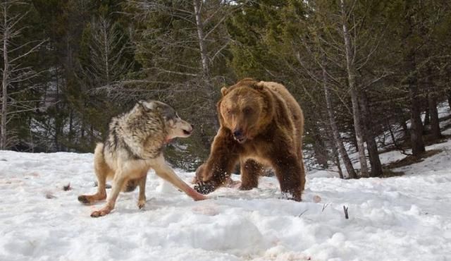 4头棕熊大战狼群,不料狼王被棕熊抓住,直接被撕成两半!