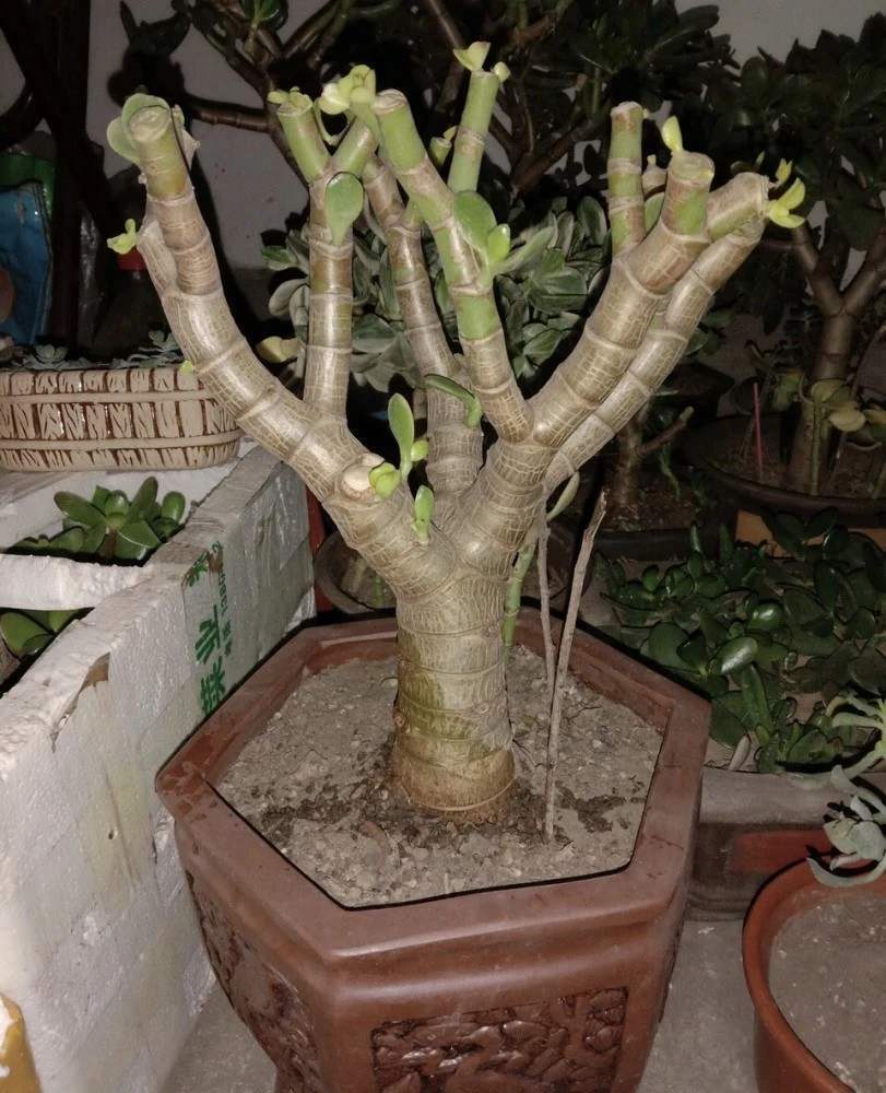 养金枝玉叶必须会修剪掌握具体修剪方法养出高价值盆景