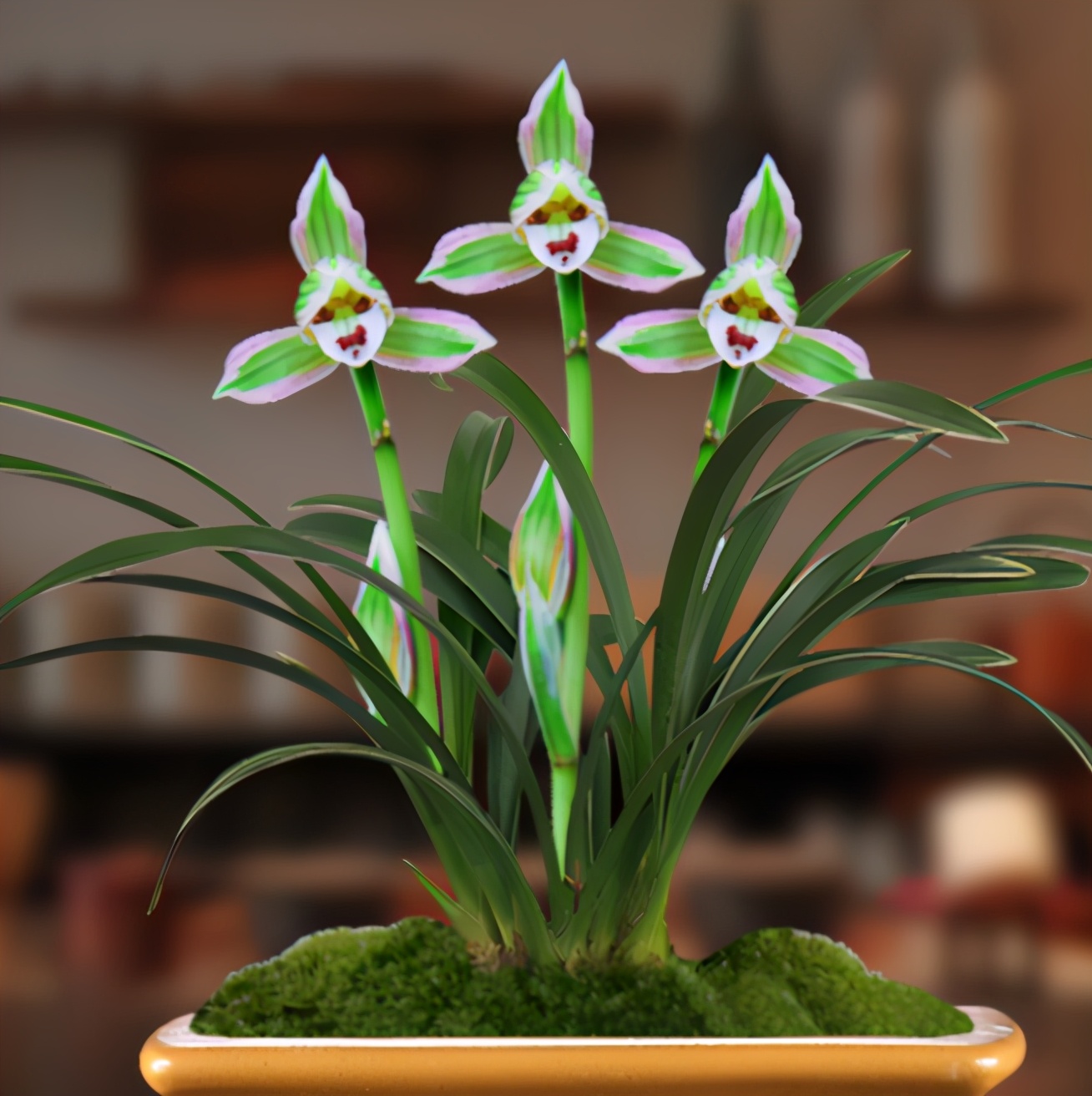 新手养兰首选"帝王妃",花色复杂,芳香持久!|帝王|花色|新手_新浪新闻