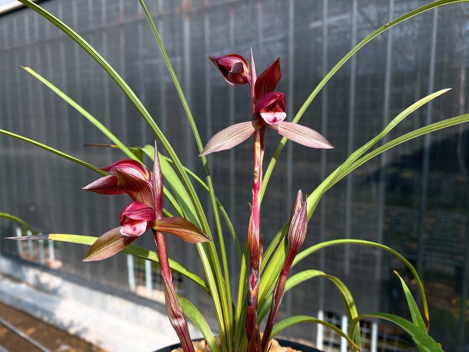 醉红素下山于云南,算是一款高档兰花的代表,养护也比较简单,即便你是