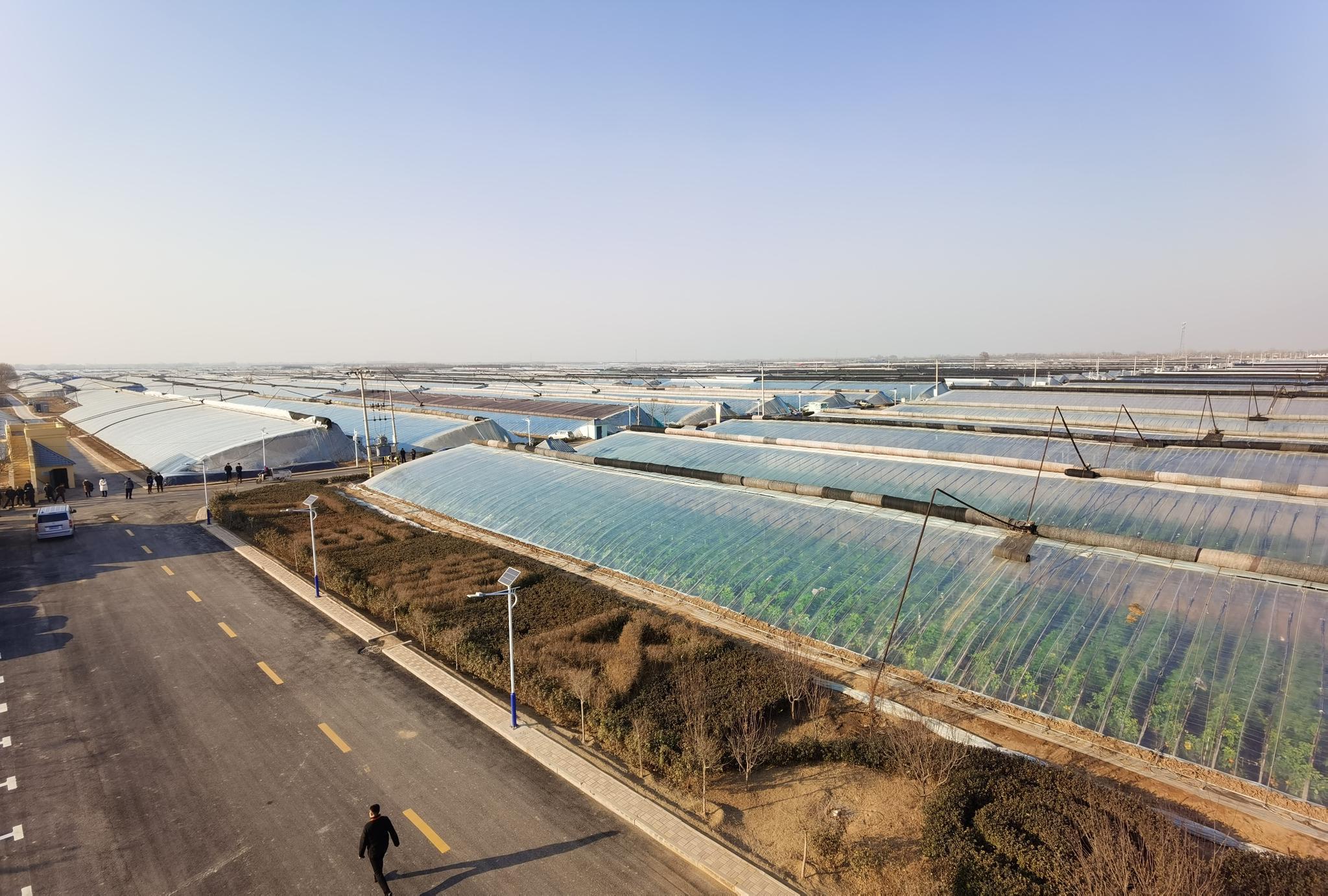 第五届京津冀"蔬菜大会"饶阳县大尹村镇:从"一棚新绿"到蔬菜