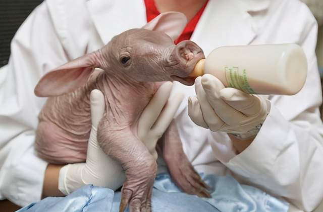 非洲女孩捡到"无毛猪",养了几个月越长越怪,连忙打电话报警