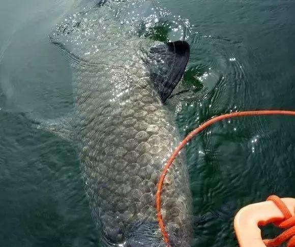 钓鱼的人钓获了一条八十斤的青鱼后,又放生,慈悲之心,善良之人