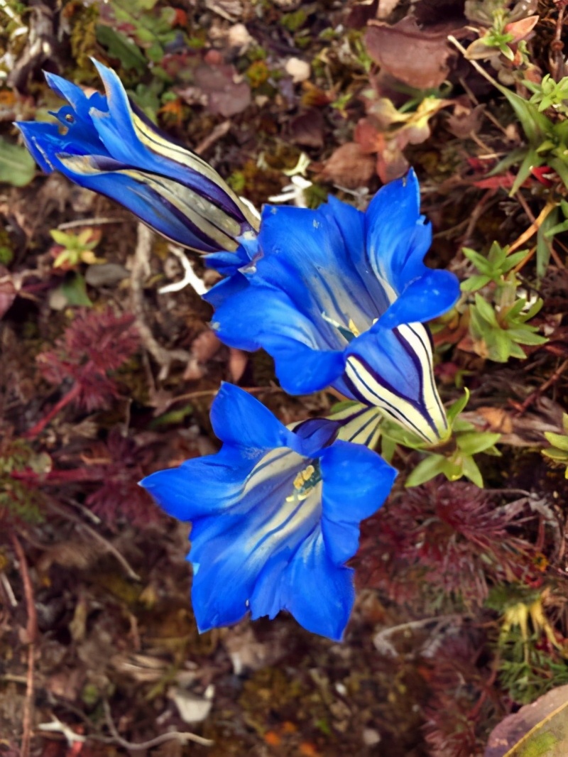 让龙胆花花开爆盆的小秘诀悄悄地