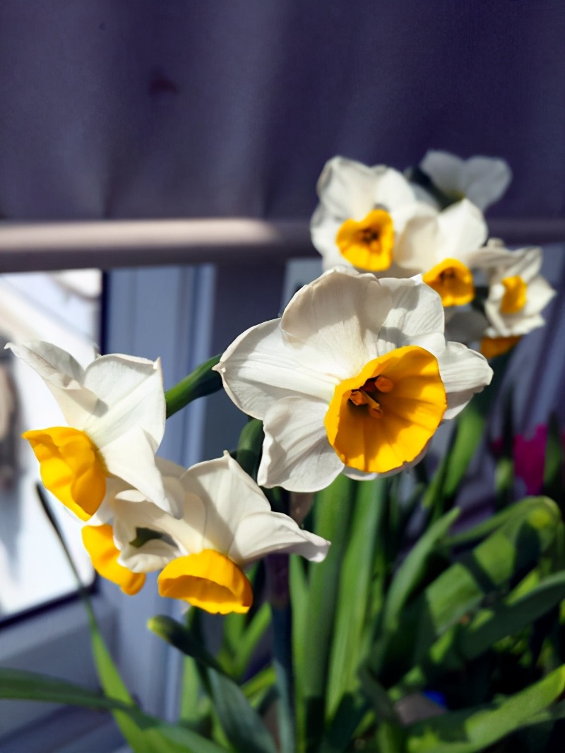 身为年宵花的榜单之首,水仙因花香馥郁,皮实好养且颜值高等因素深受国