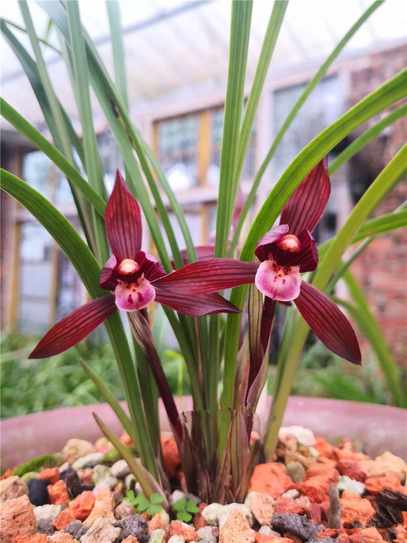 春兰铭品"醉红素",花色艳丽,香味扑鼻!