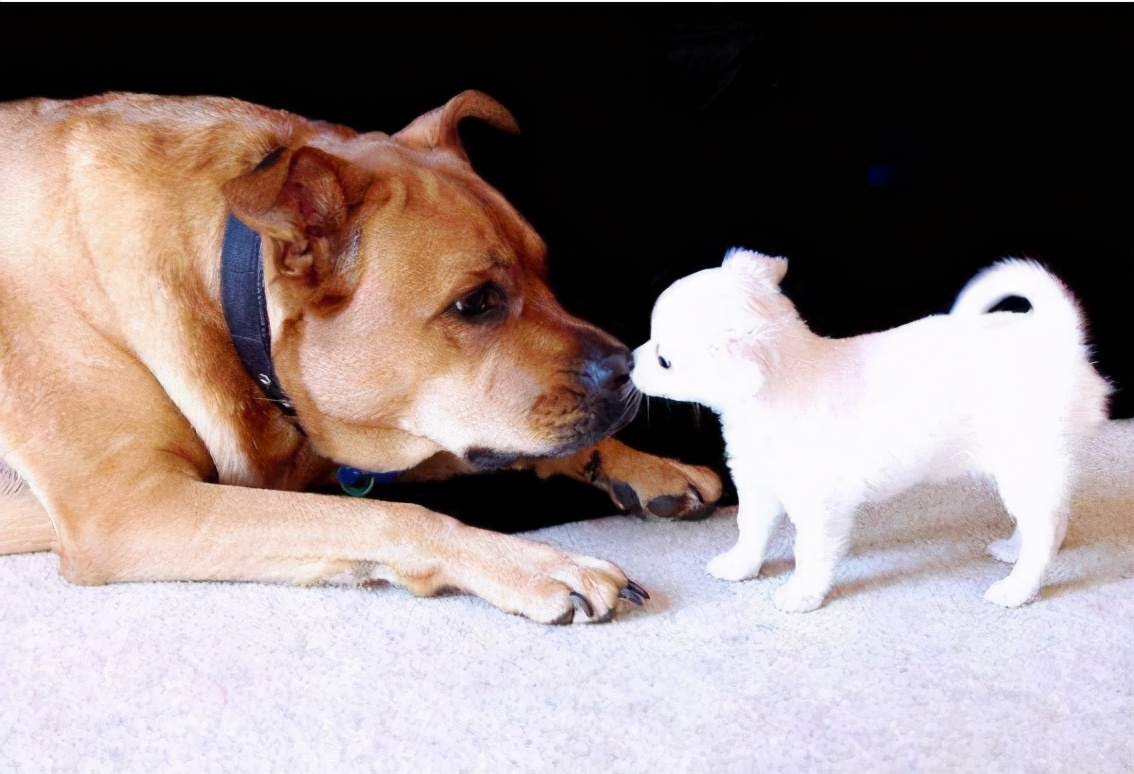 6个狗界潜规则 为什么大型犬会怕小型犬 真相有几个 大型犬 小型犬 潜规则 新浪新闻