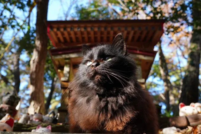 猫猫神们请保佑保佑呀.