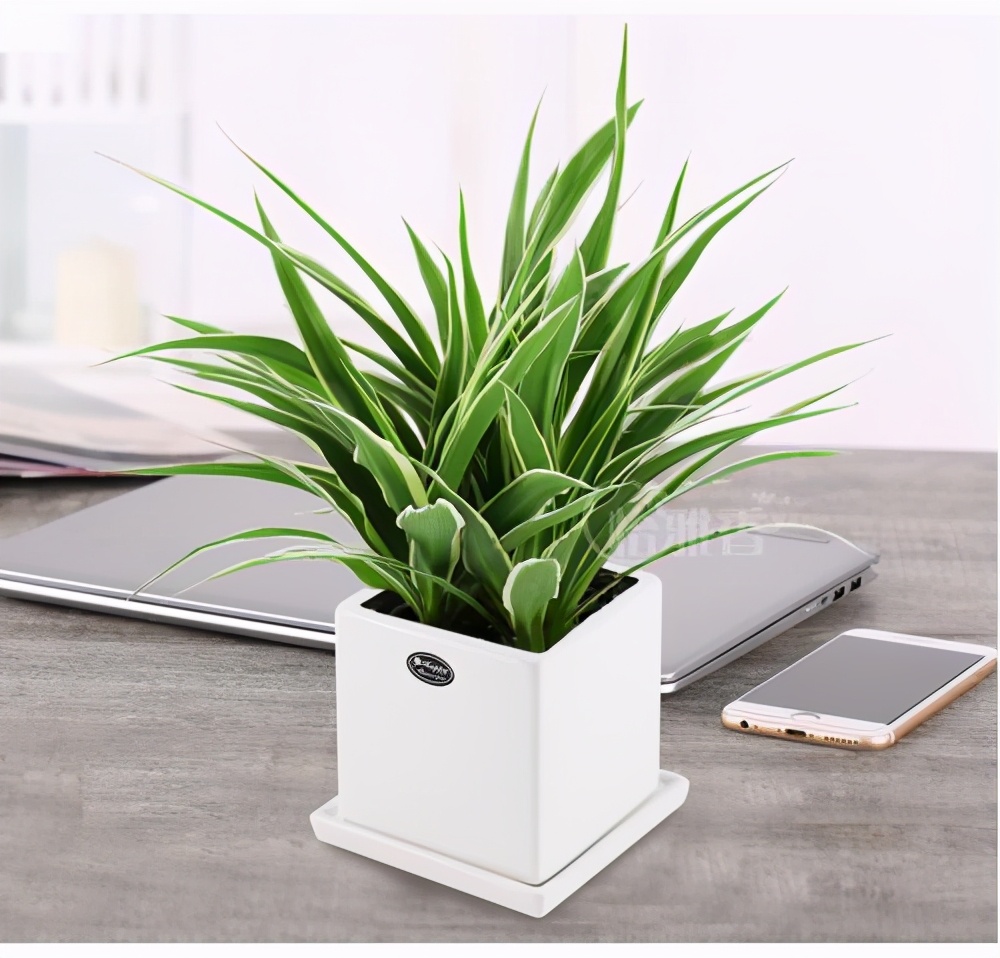 喜欢吊兰的朋友有福了这7种吊兰人见人爱