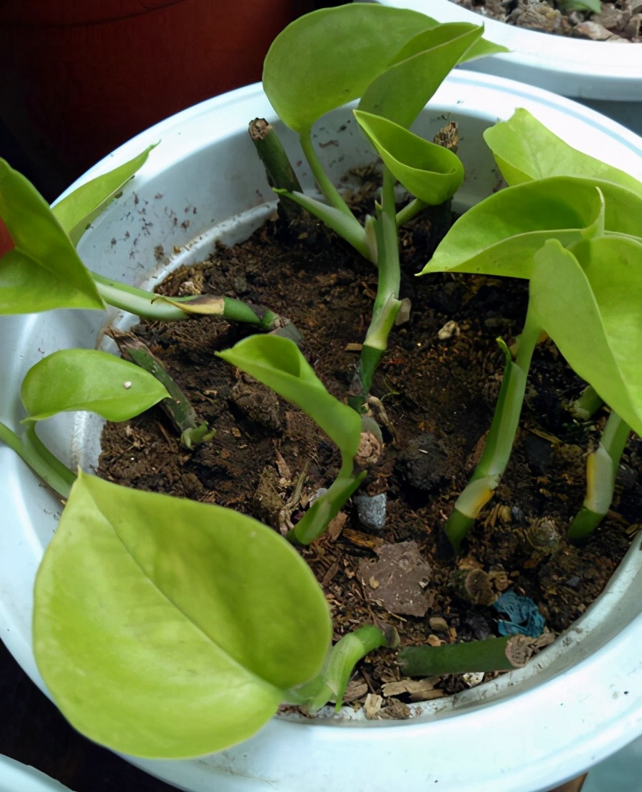 植物扦插知多少这6种植物最适合扦插