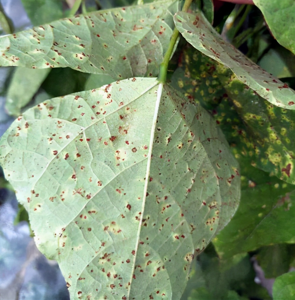 菊花的6种常见病害早发现早治理