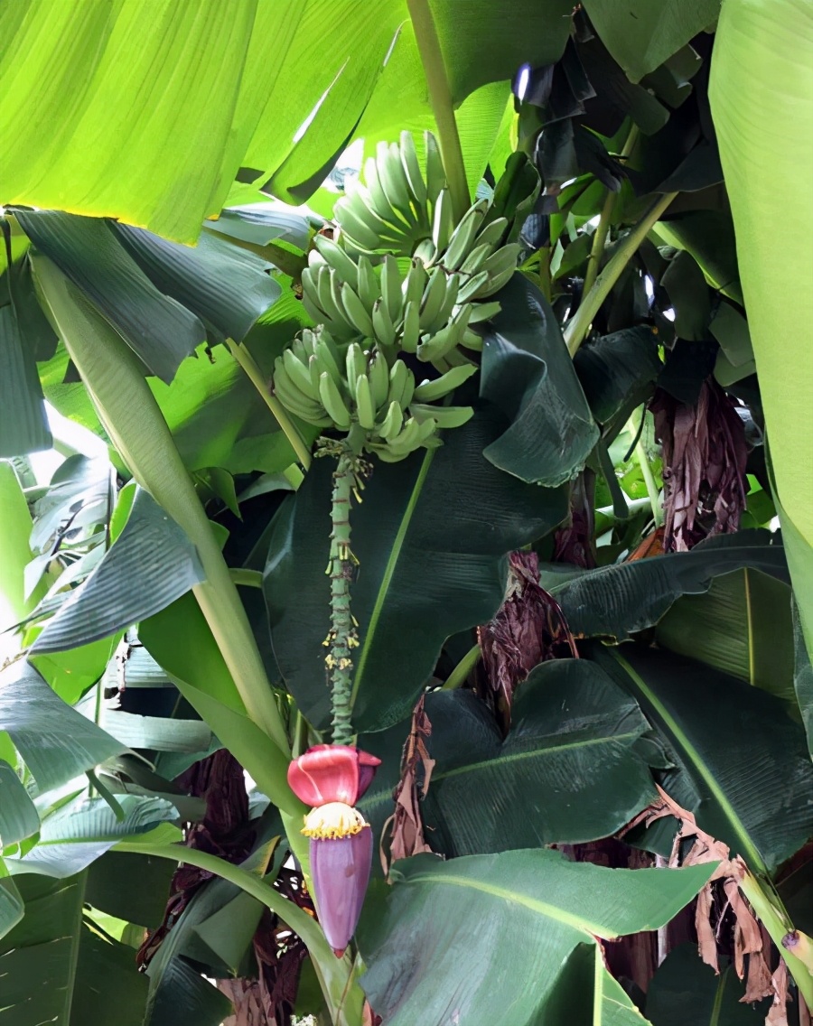 它们都有能遮风挡雨的大叶子却叫香蕉树芭蕉树有什么区别