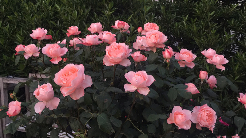 甜蜜回音,获奖无数的月季花,四季勤开,又美又香!