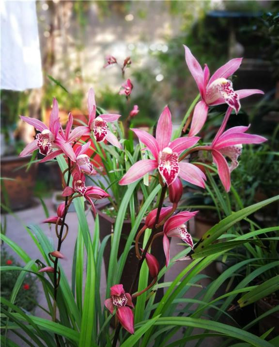 红满天|兰花|建兰_新浪新闻