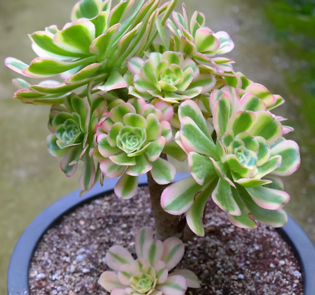 养花如养心,养多肉就选黑法师!