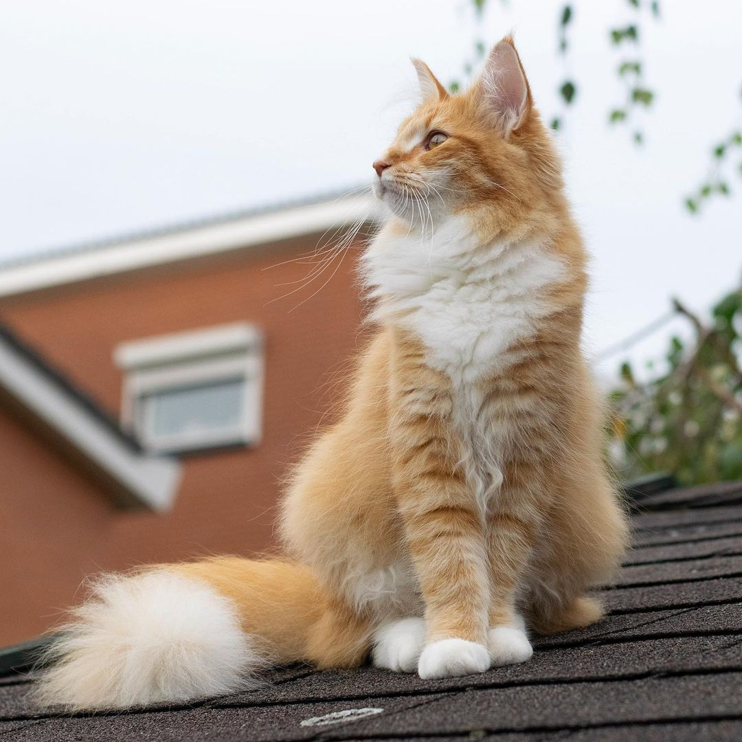 这只猫咪有一条像狐狸那样的大尾巴打起架来气势十足威风凛凛