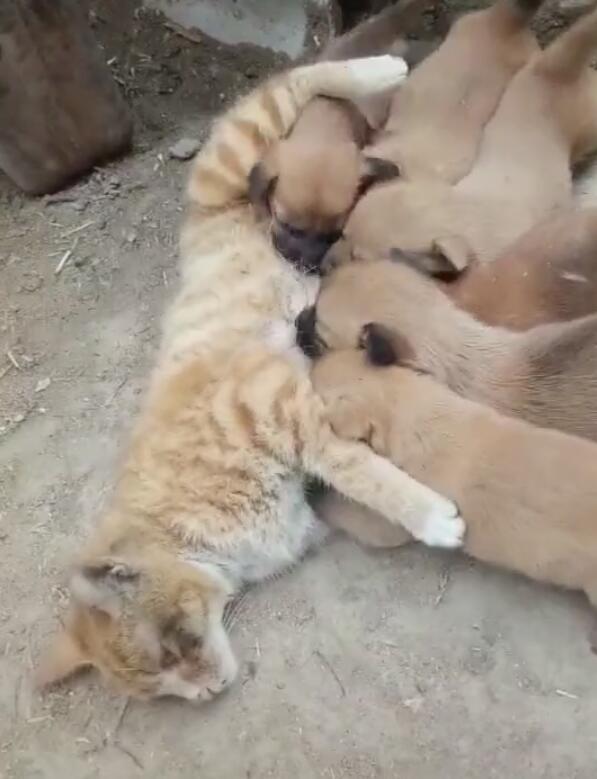 远看一群狗崽在喝奶,凑近发现是个猫奶妈却语塞了:太让人心疼了休闲区蓝鸢梦想 - Www.slyday.coM 远看一群狗崽在喝奶,凑近发现是个猫奶妈却语塞了:太让人心疼了休闲区蓝鸢梦想 - Www.slyday.coM