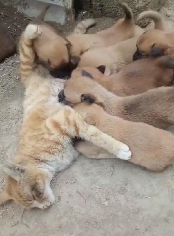 远看一群狗崽在喝奶,凑近发现是个猫奶妈却语塞了:太让人心疼了休闲区蓝鸢梦想 - Www.slyday.coM 远看一群狗崽在喝奶,凑近发现是个猫奶妈却语塞了:太让人心疼了休闲区蓝鸢梦想 - Www.slyday.coM