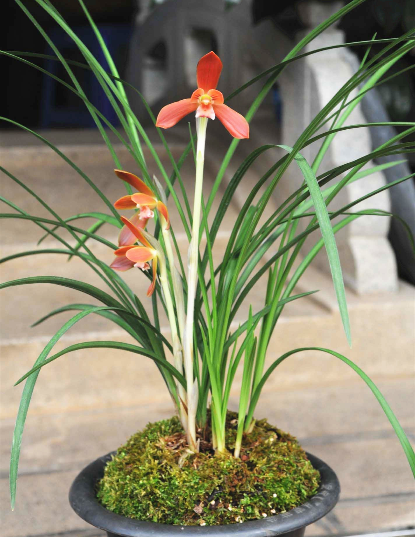 红河红的养护几乎没有难度,只需要最普通的兰花植料也能养好,即便你是