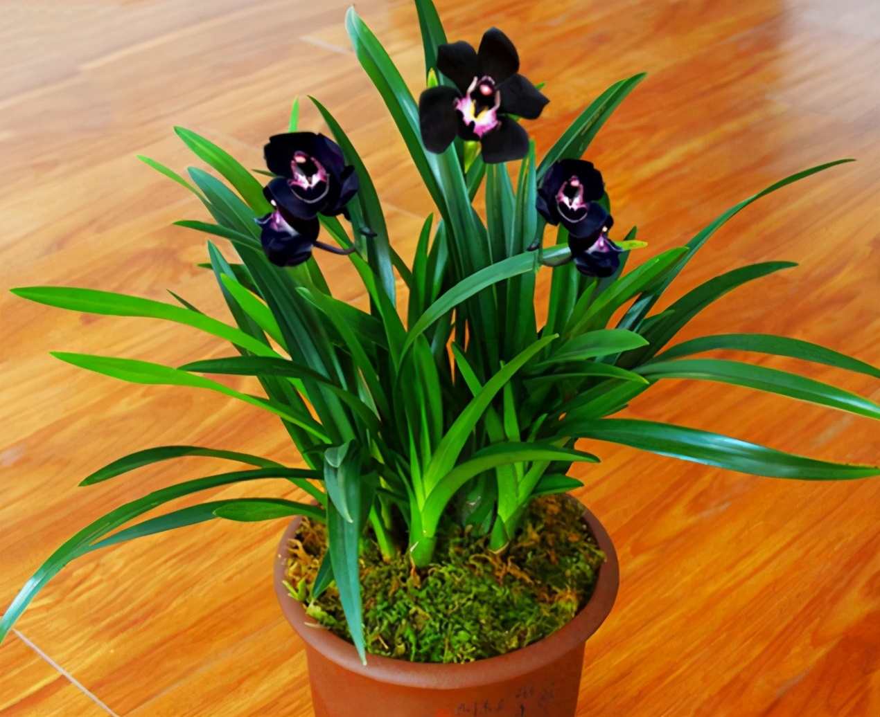 神秘兰花"黑雪姬",花色紫黑诱人,香味浓郁持久!