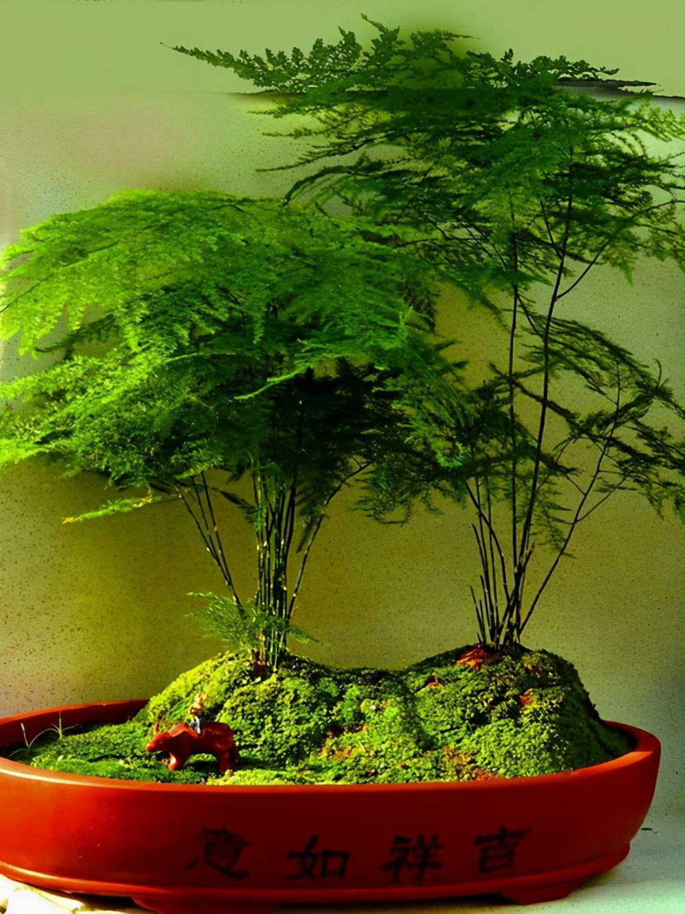 云竹和文竹傻傻分不清楚都有竹字