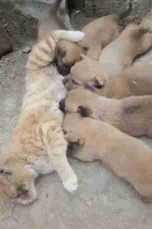 远看一群狗崽在喝奶,凑近发现是个猫奶妈却语塞了:太让人心疼了休闲区蓝鸢梦想 - Www.slyday.coM 远看一群狗崽在喝奶,凑近发现是个猫奶妈却语塞了:太让人心疼了休闲区蓝鸢梦想 - Www.slyday.coM