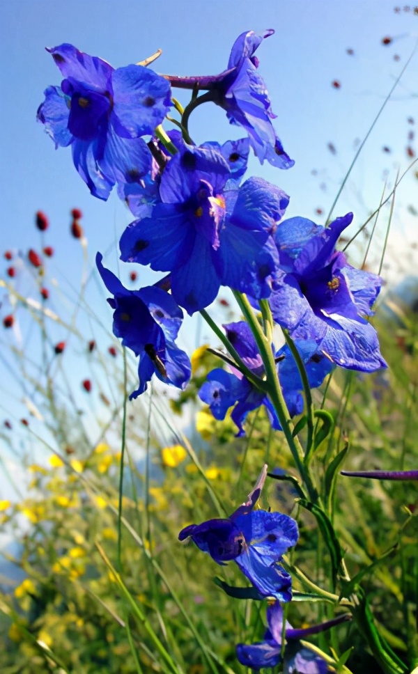 让龙胆花花开爆盆的小秘诀悄悄地