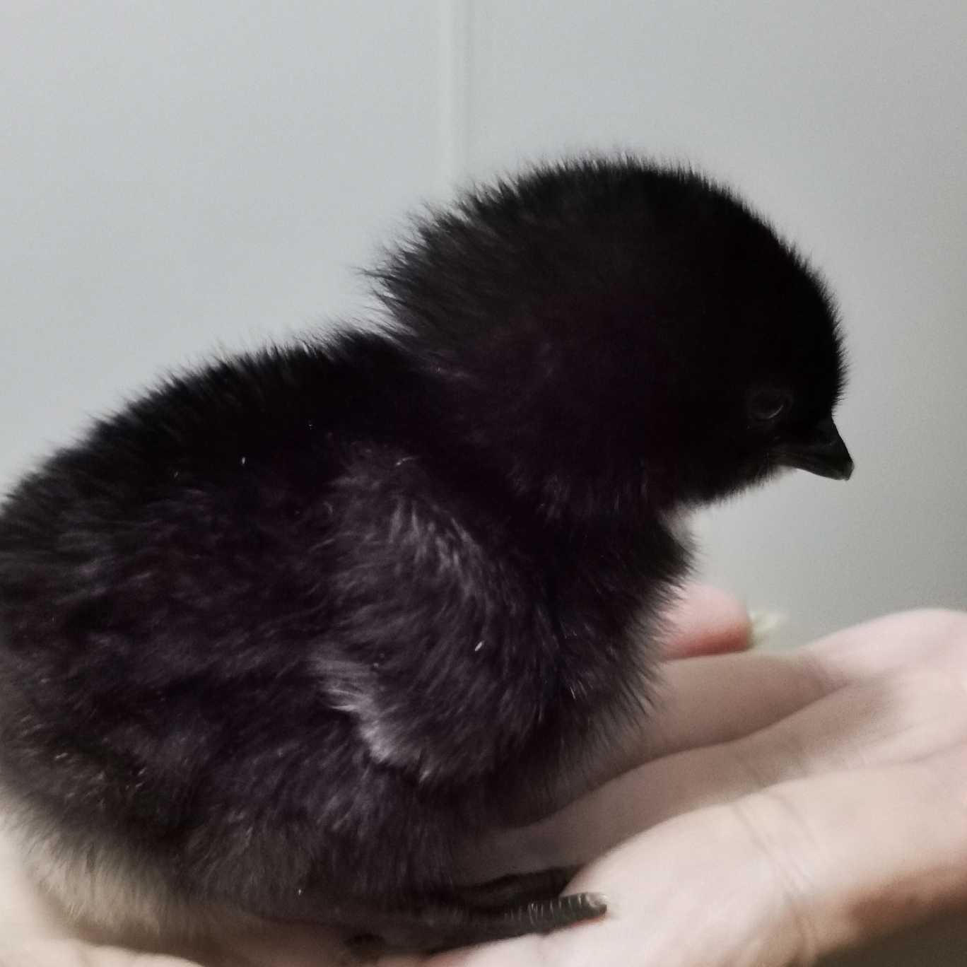 大黑和它的鸡宝宝