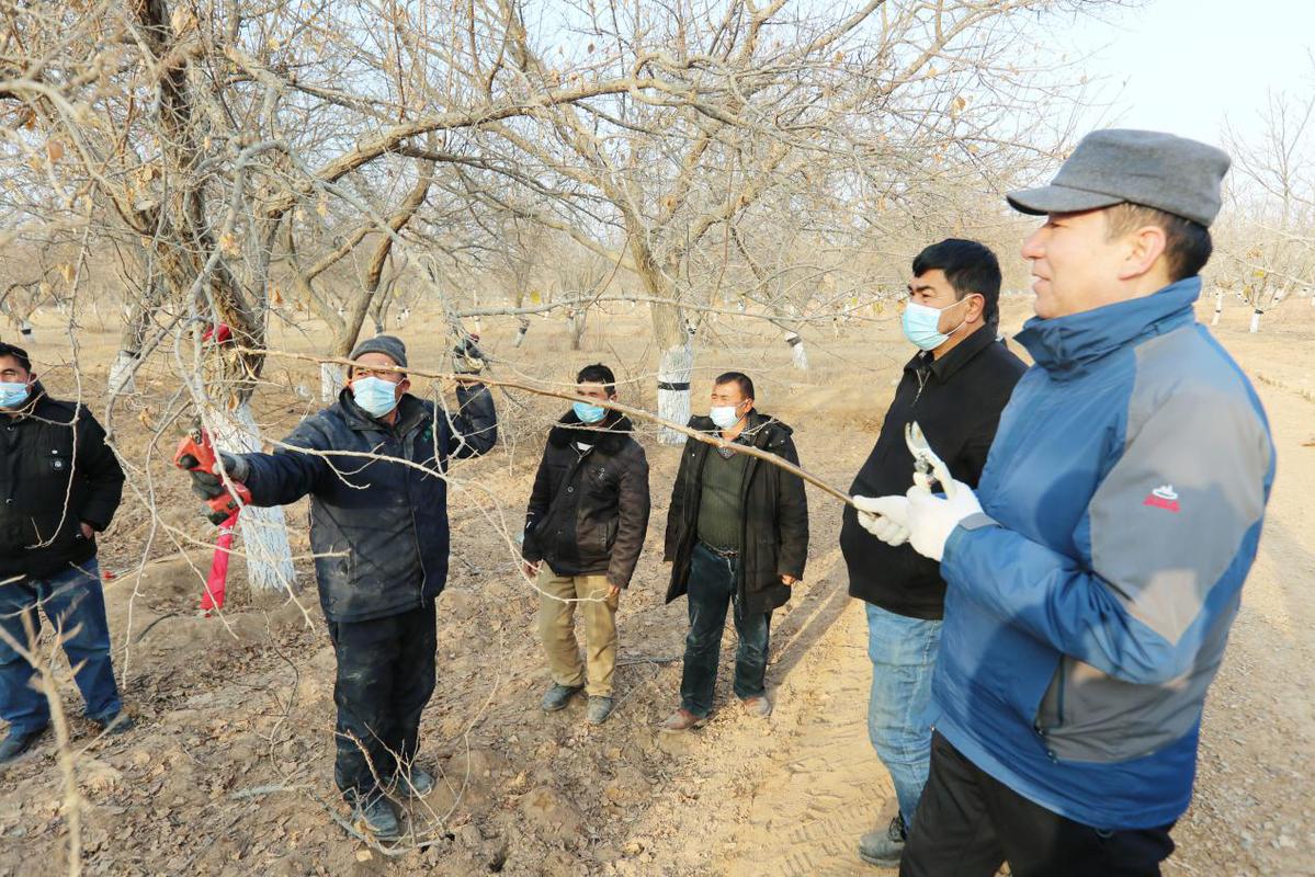 积极开展冬季攻势林果业科技培训
