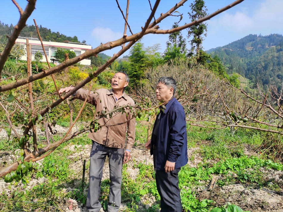 陈胜刚向村民徐良才了解果树嫁接情况.