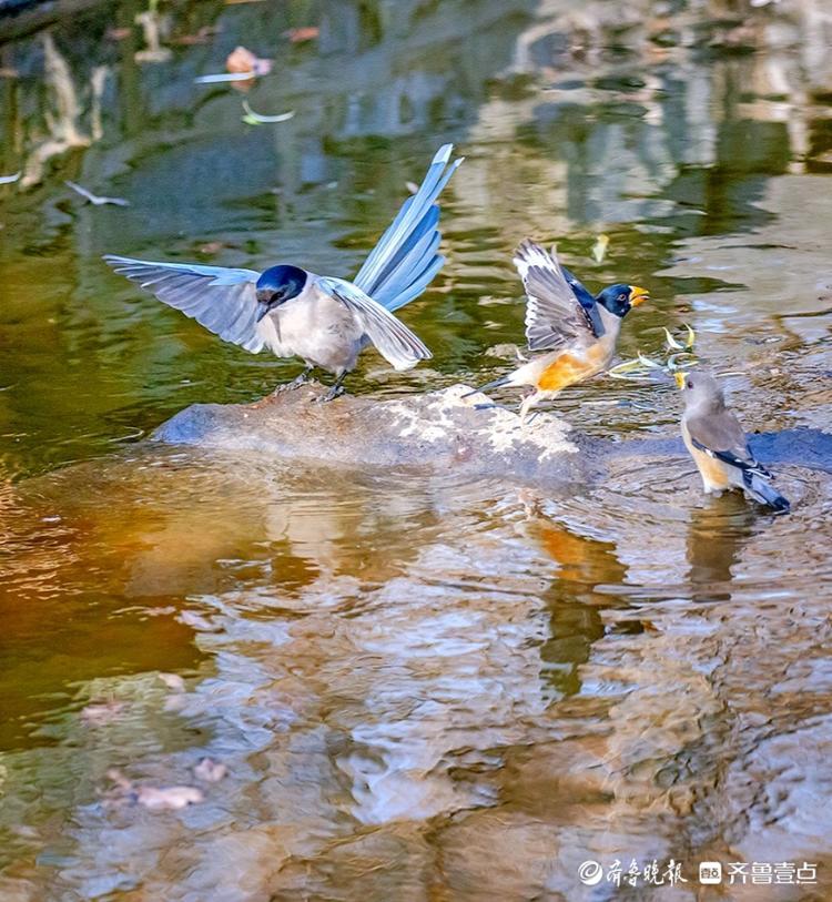 鸟儿之间和谐相处,好一幅戏水图