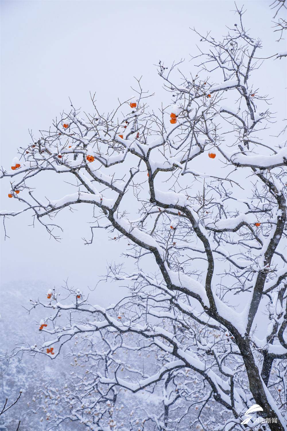 组图丨白雪,红柿,古树.威海里口山雪后美景等你打卡