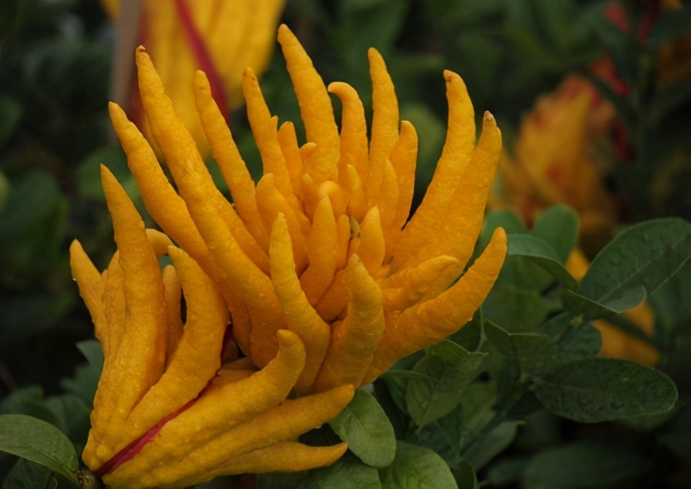 过年养一盆佛手花造型喜庆还能吃