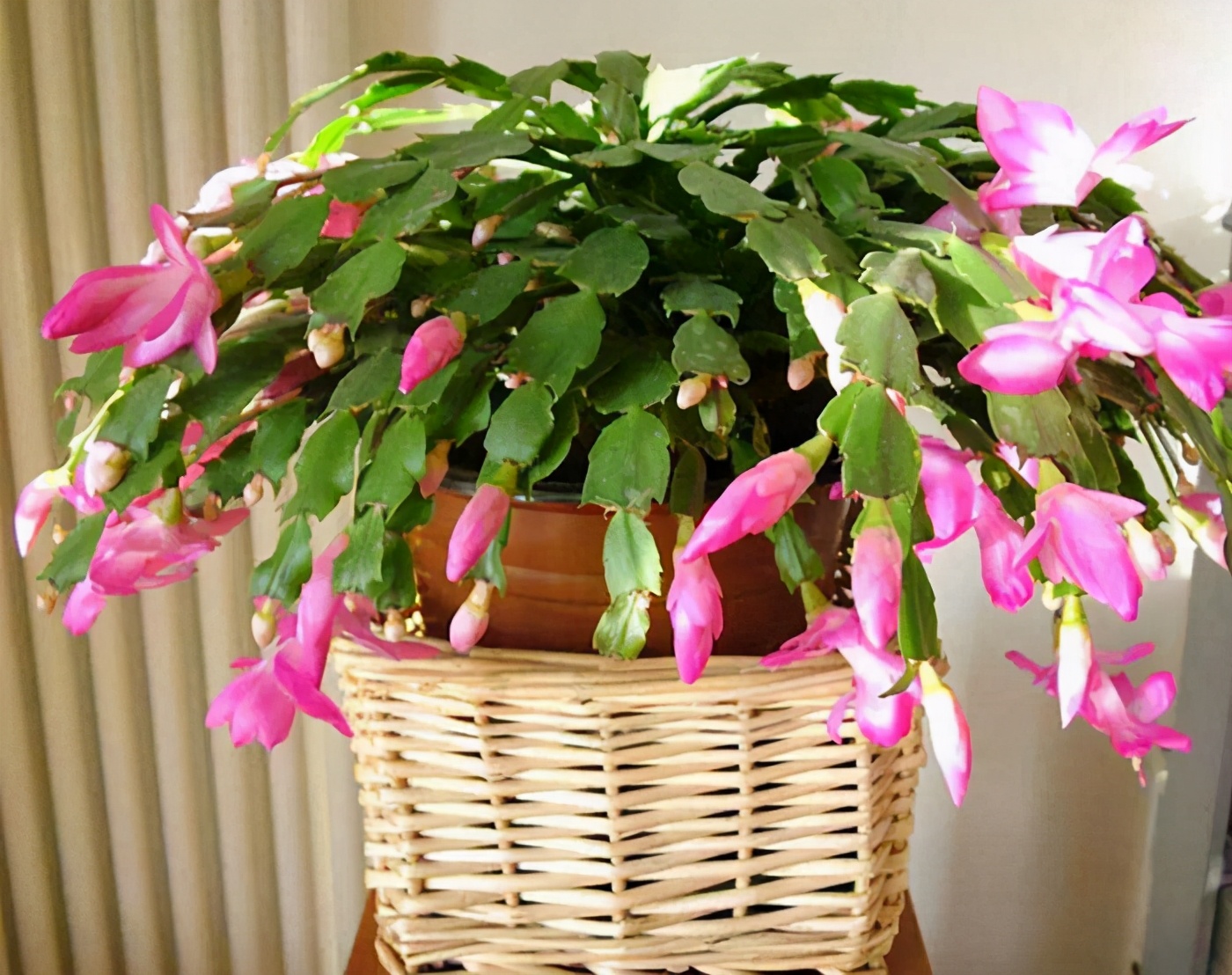 蟹爪兰|植株|花苞_新浪新闻