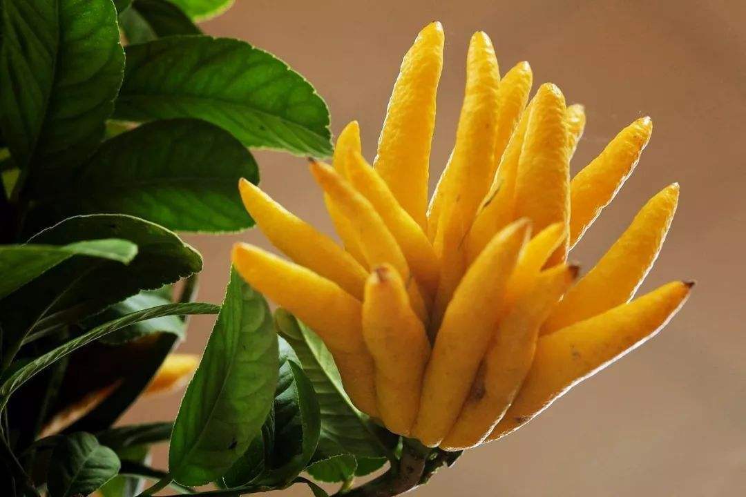 过年养一盆佛手花造型喜庆还能吃