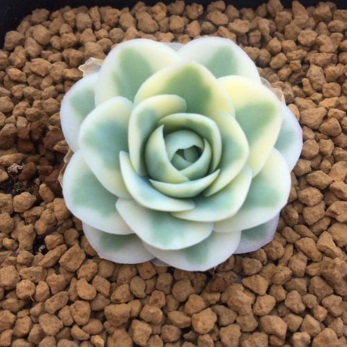 多肉植物富士的养护方法