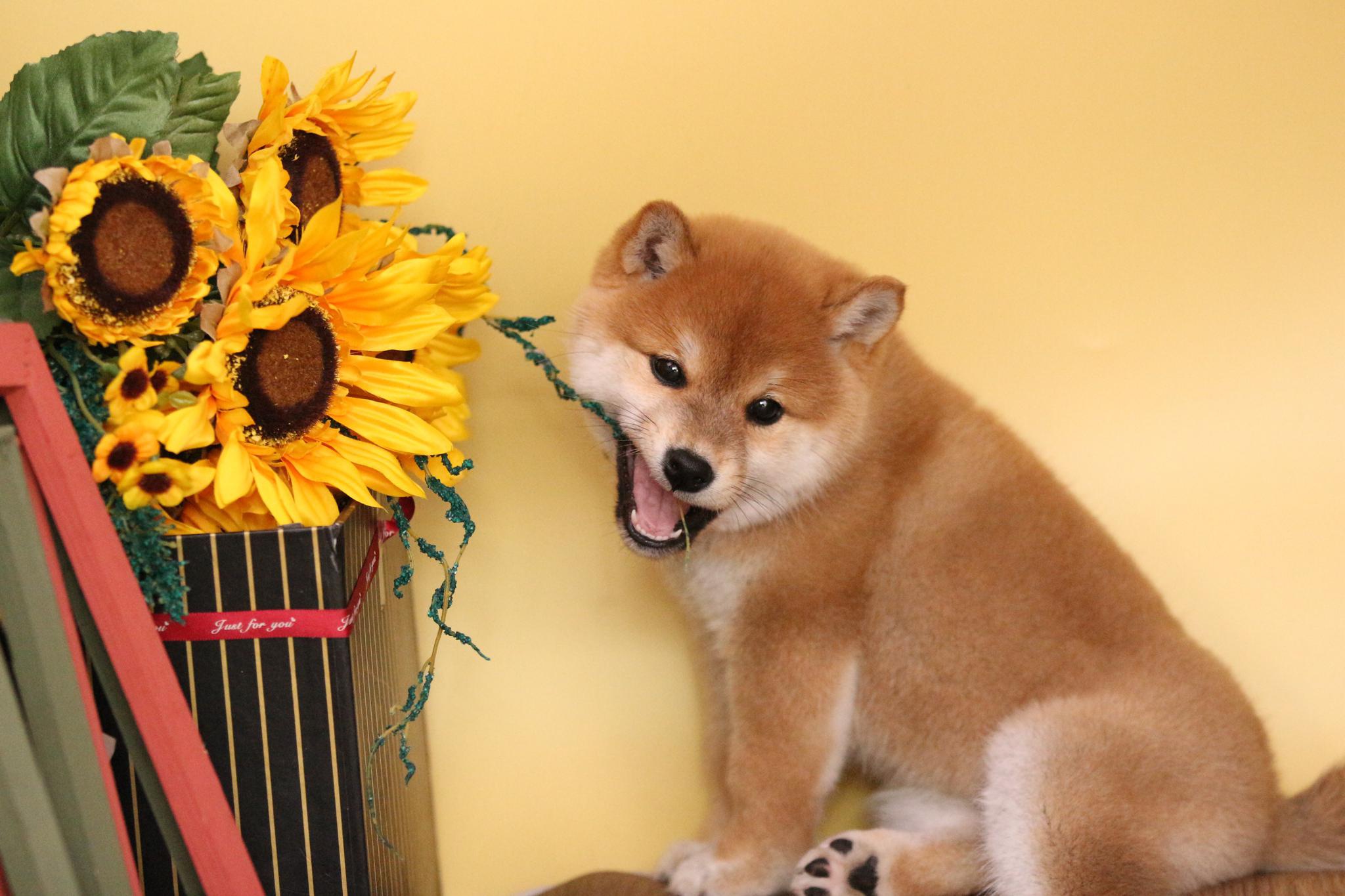 怎么饲养一只柴犬?喂养柴犬有哪些注意事项