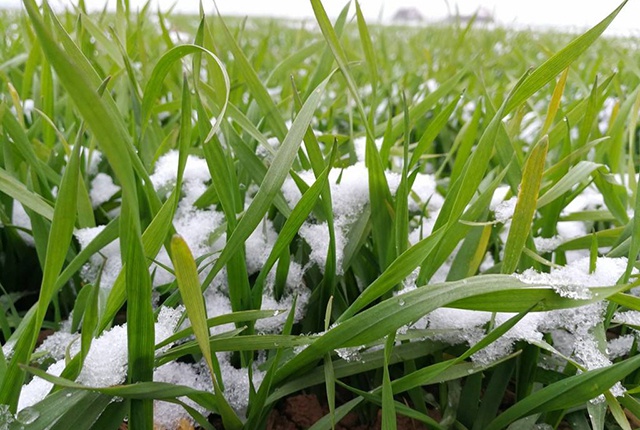 水旱轮作区种植的冬小麦,抗寒能力特别差,是哪里出了问题?
