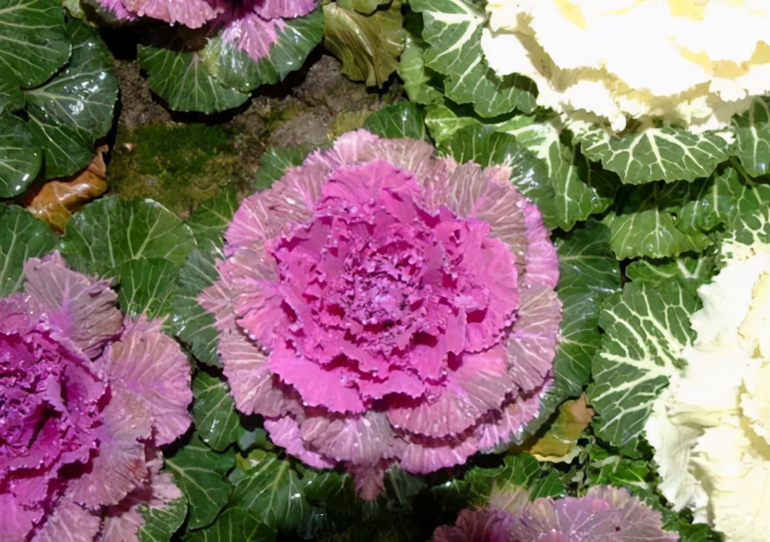 一种能当观赏花的菜名叫羽衣甘蓝冬天最耐冻