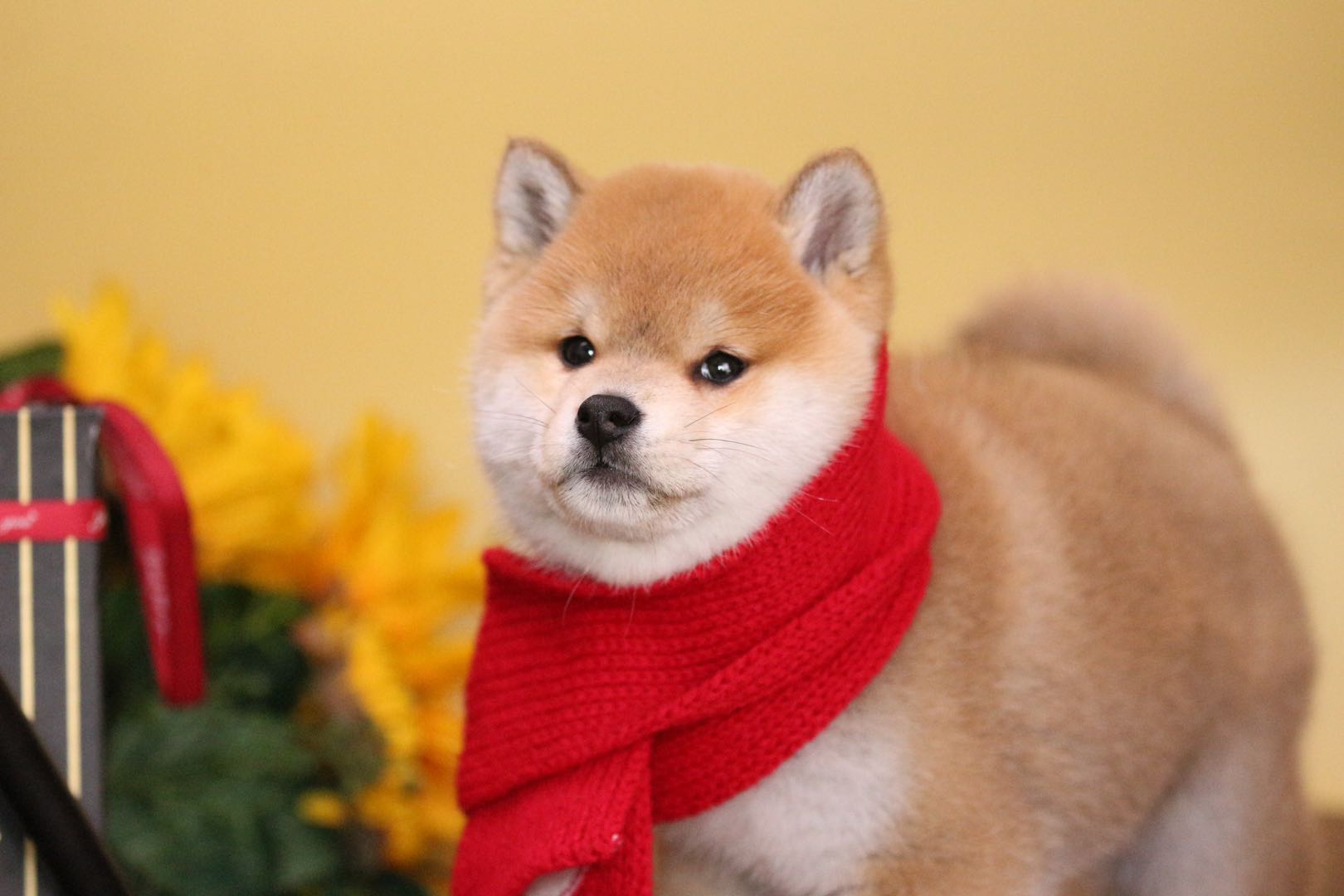 柴犬简单的饲养方法你一定用的上