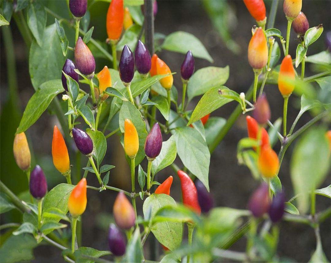 一种辣椒小盆栽五颜六色名叫五彩椒