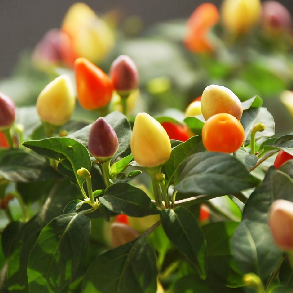 一种辣椒小盆栽五颜六色名叫五彩椒