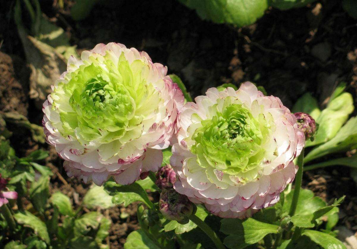 花毛茛名字土里土气开花却比玫瑰艳