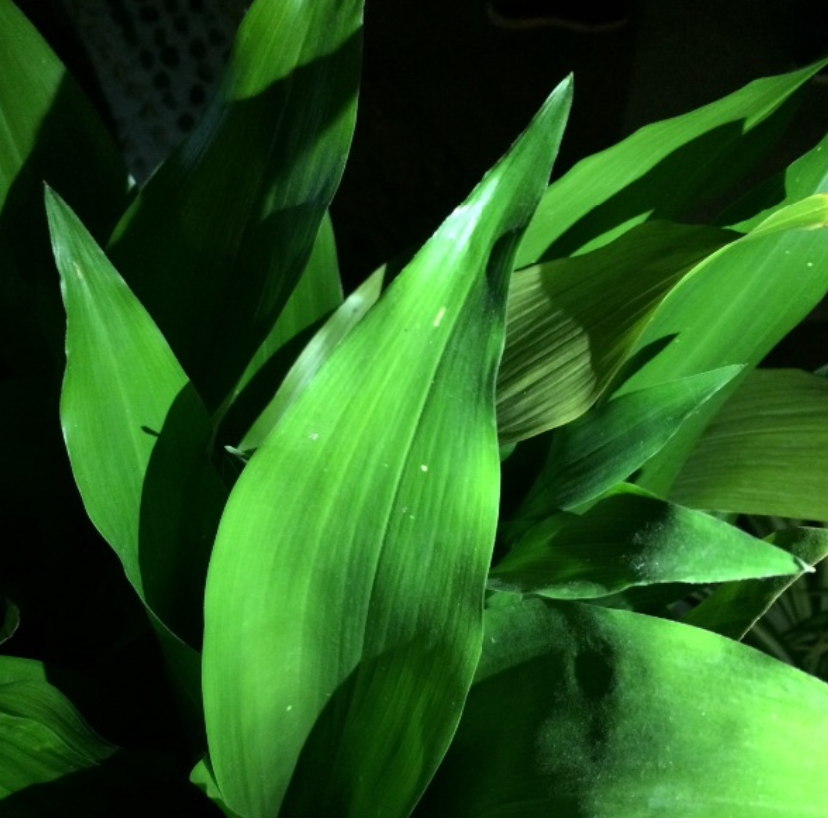 一叶兰叶子发黄,大概养护有问题,看看这3点做好了没!